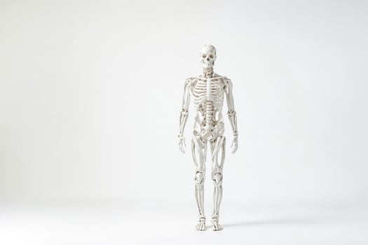 Human Skeleton Model on White Background photo