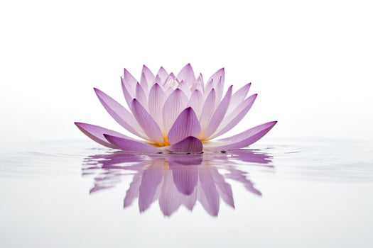 Pink Lotus Flower in Water photo