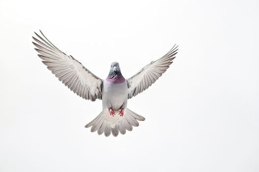 Pigeon in Flight Against a White Background photo