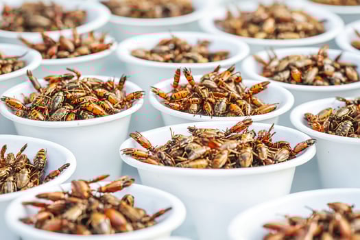 Fried Insects in White Bowls photo