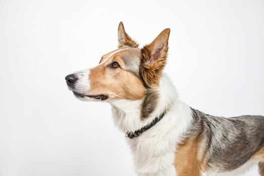 Portrait of a Tricolor Dog with White Background photo