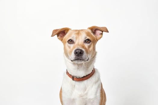 Cute Dog with Brown Collar photo