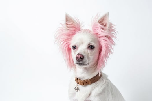 White Dog with Pink Hair photo