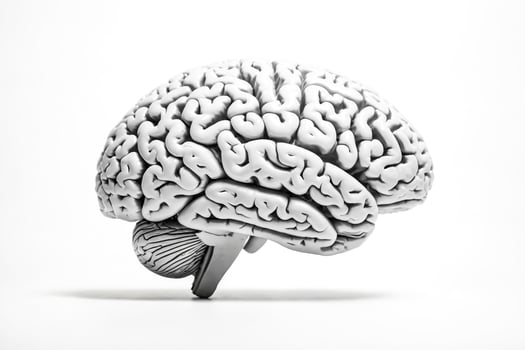 White Human Brain Model Isolated On White Background photo