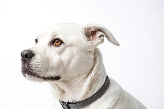 Closeup of a White Dog's Face with Amber Eyes photo
