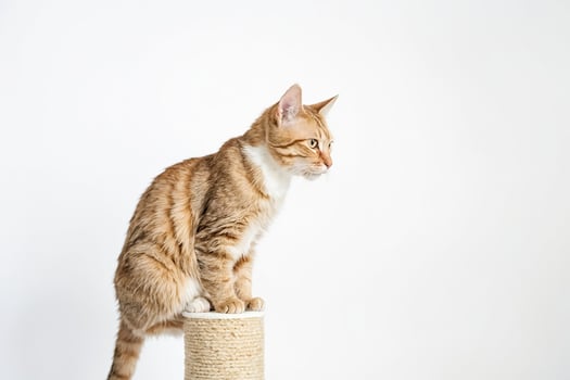 Ginger Cat Sitting on a Cat Tree photo