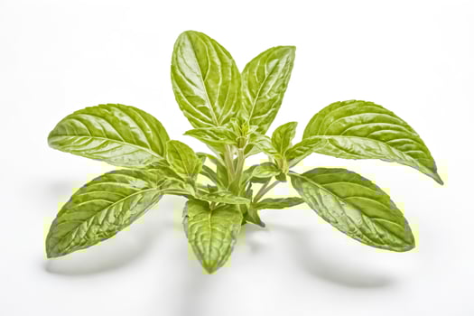 Fresh Green Basil Sprig Isolated on White Background photo
