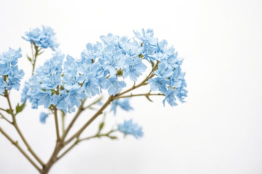 Delicate Blue Flowers on a White Background photo
