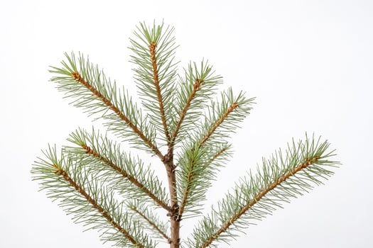 Pine Tree Branch Isolated on White Background photo