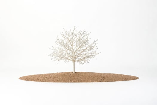 White tree on a mound of dirt photo