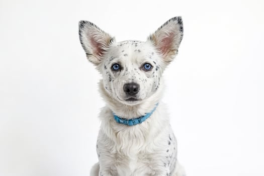 Portrait of a Cute Dog with Blue Eyes photo