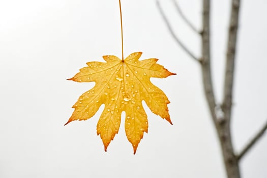 Single Golden Leaf with Dew Drops photo