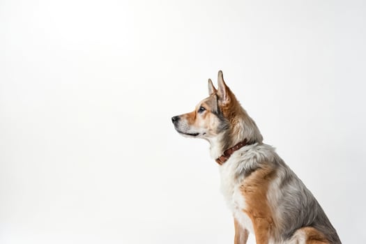 Portrait of a Dog Looking Off to the Side photo