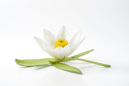 Single White Water Lily Flower with Green Leaves on White Background photo
