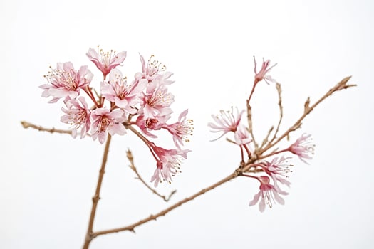 Delicate Pink Cherry Blossoms on a Branch photo