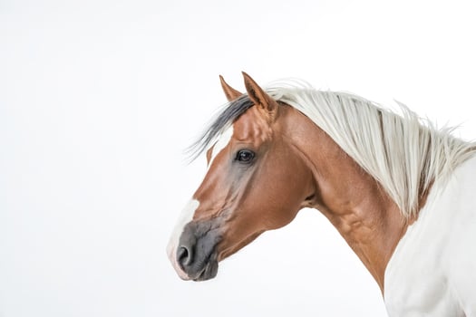 Close-up of a Palomino Horse with White Mane and Tail photo