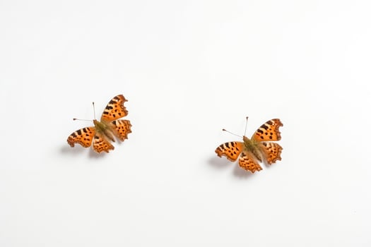 Two Orange Butterflies on White Background photo