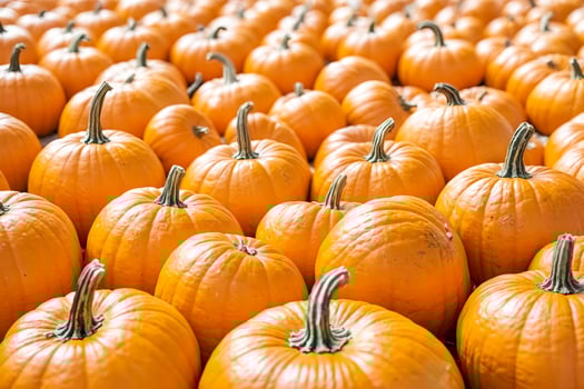 A Close Up Of A Pile Of Pumpkins photo