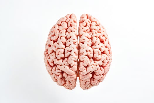 Human Brain Isolated On White Background photo
