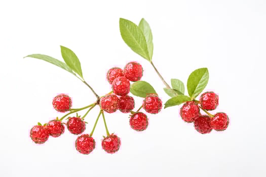 Fresh Red Berries on Green Stem with White Background photo