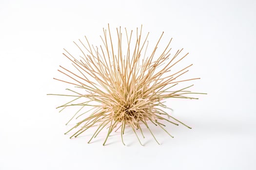 Dried Flower on White Background photo