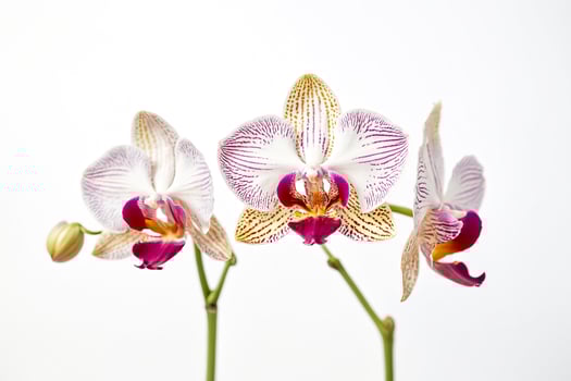 Closeup of Orchid Flowers on White Background photo