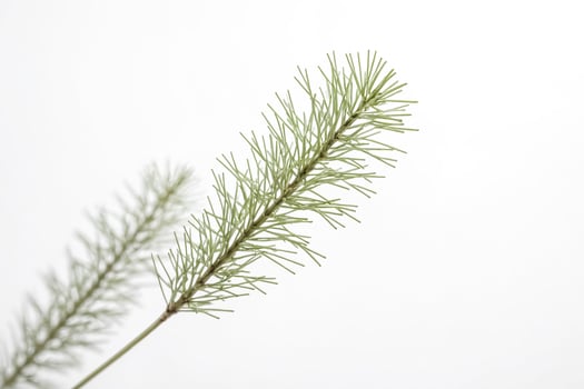 Close-up of a Pine Branch Against a White Background photo