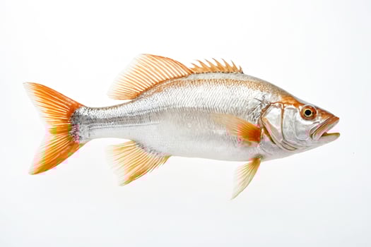 Close-up of a red snapper fish on a white background photo