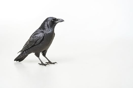 Black Crow Isolated on White Background photo