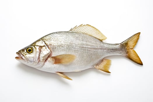 Fresh Fish on White Background photo