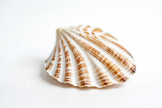 Seashell on White Background photo