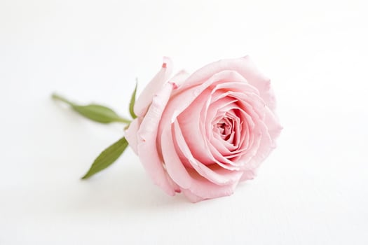 Single Pink Rose on White Background photo