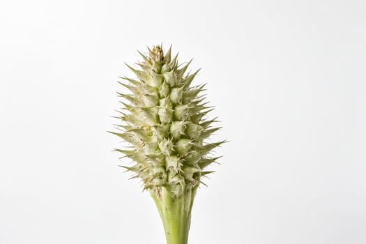 Close-up of a spiky green plant bud on white background photo