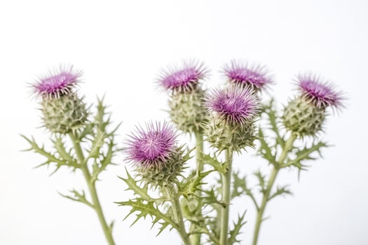 Blooming Thistle Flowers photo