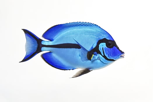 Blue and Black Fish on White Background photo
