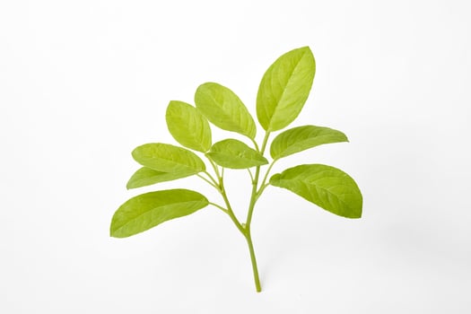 Green Plant Branch with Leaves Isolated on White Background photo