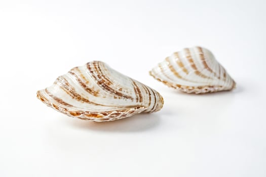 Two seashells on a white background photo