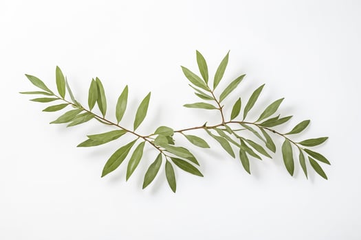 Green Leaves Branch on White Background photo