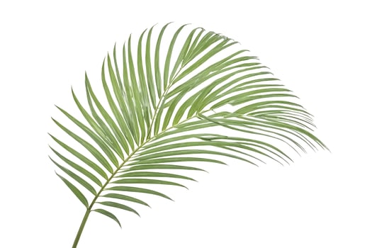 Single Palm Leaf Isolated on White Background photo