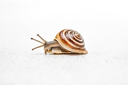 Snail Shell Close Up photo