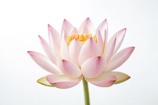 Pink Lotus Flower on White Background photo
