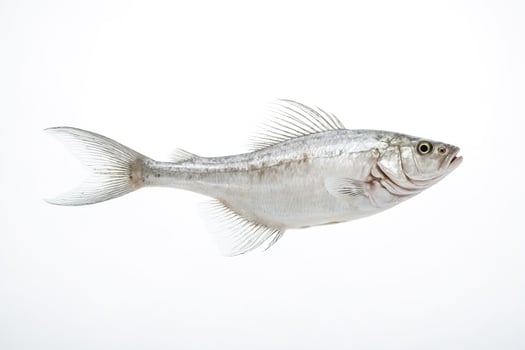 Silverfish on a White Background photo