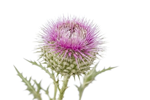 Pink Thistle Flower Isolated on White Background photo