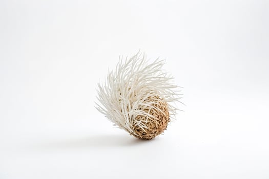 White Fluffy Dried Flower on White Background photo