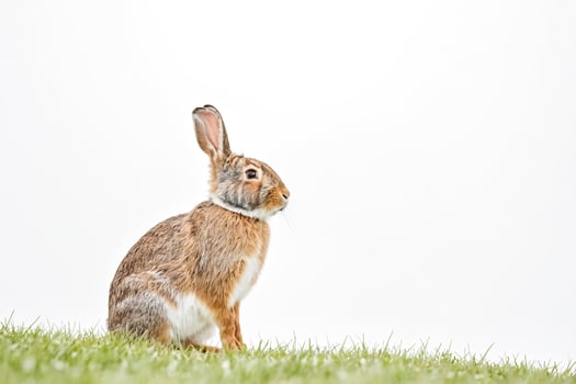 Rabbit Sitting in Grass with White Background photo
