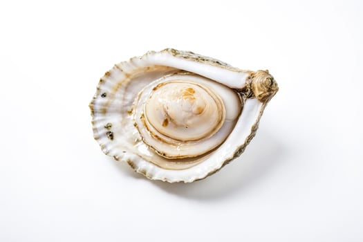 Close up of an oyster shell on a white background photo