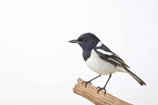 Black and White Bird on a Branch photo