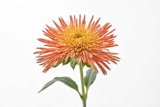 Single Orange Chrysanthemum with White Background photo