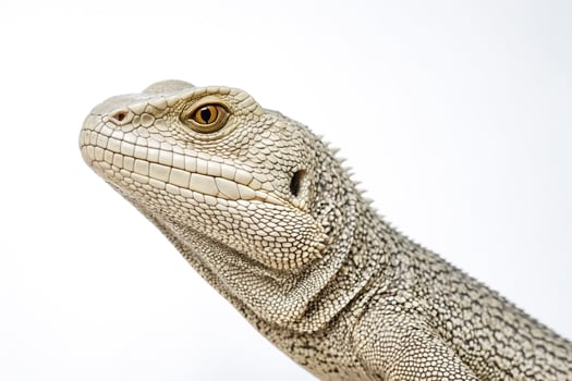 Close-up of a White-throated Caiman Lizard photo