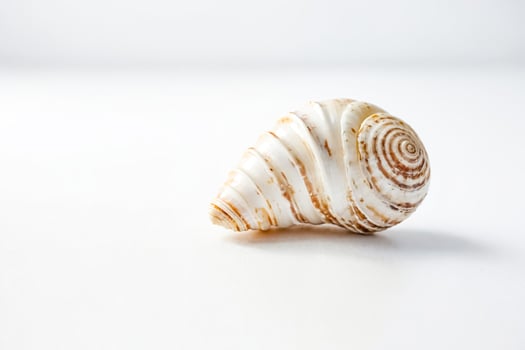 White seashell on white background photo
